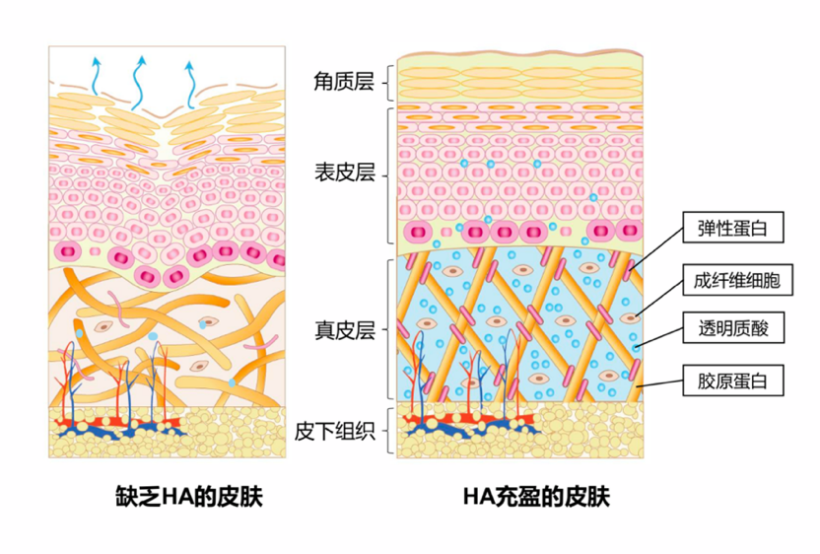 分布于表皮和真皮中,帮助维持皮肤的形态,结构和功能;为成纤维细胞